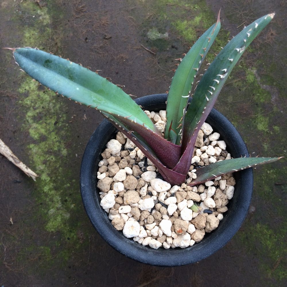 アガベ 農大No.1 厳竜 本物 真品 Agave titanota 'No.1' 挿し木自根苗