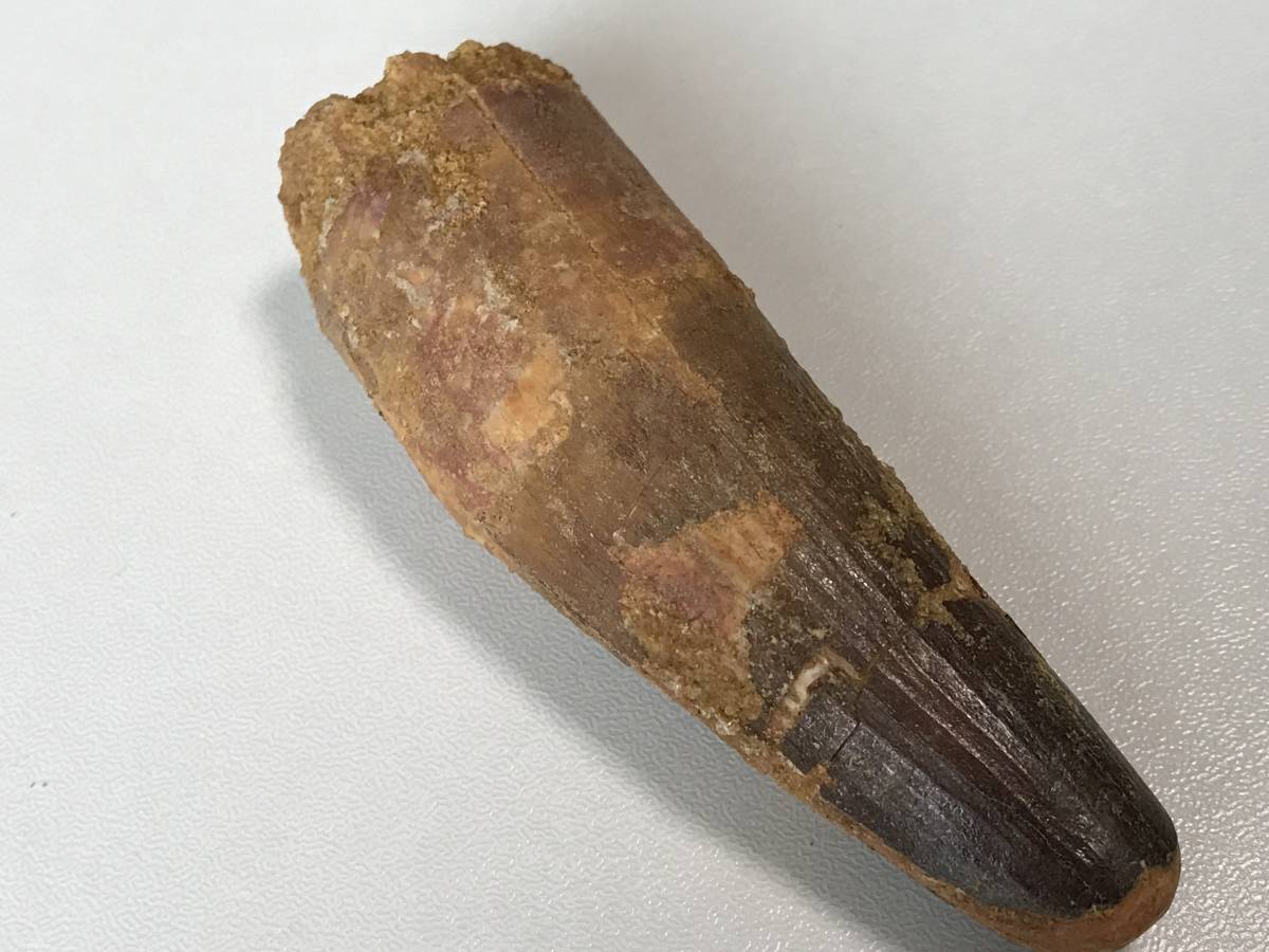 ★肉食恐竜「スピノサウルスの歯」化石　８７．０ｍｍ　大迫力のサイズ！