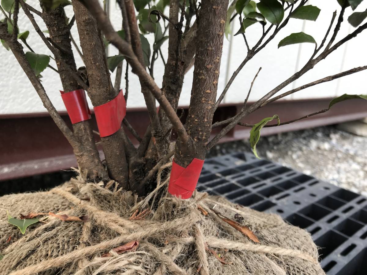 希少樹木 常緑樹 クロソヨゴ 雌雄混植株 株立ち 樹形きれい