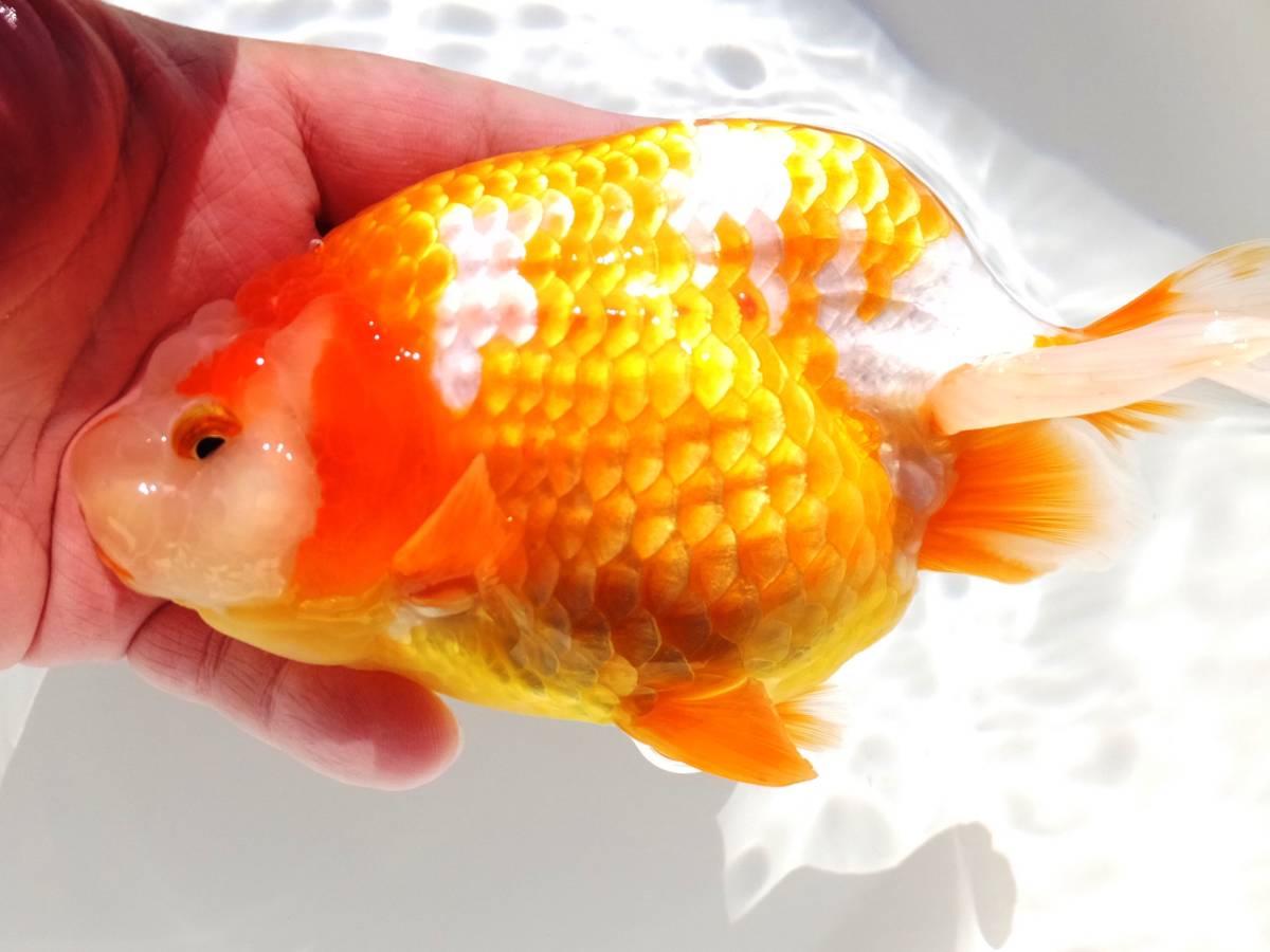 杉浦智氏 当歳 G＞BIG・最強美更紗！浜松 新黒 １５cm前後 公式通販 ＜G＞BIG・最強美更紗！浜松　杉浦智氏　当歳　１７㎝　雄　動画　1（1～3）　 