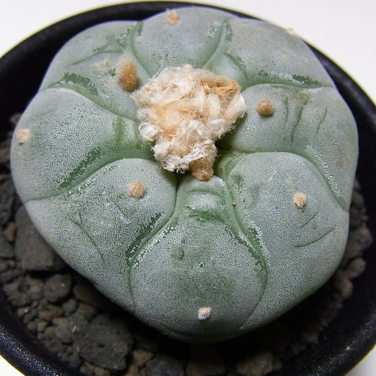 サボテン ロフォフォラ 銀冠玉 Green Cactus | 翠冠玉 烏羽玉 ⁄ ロホホラ