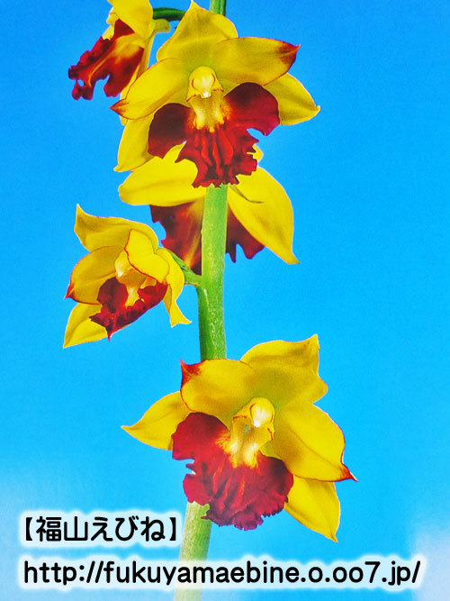 【福山えびね】丹頂鶴×神楽舞　今春開花予定株