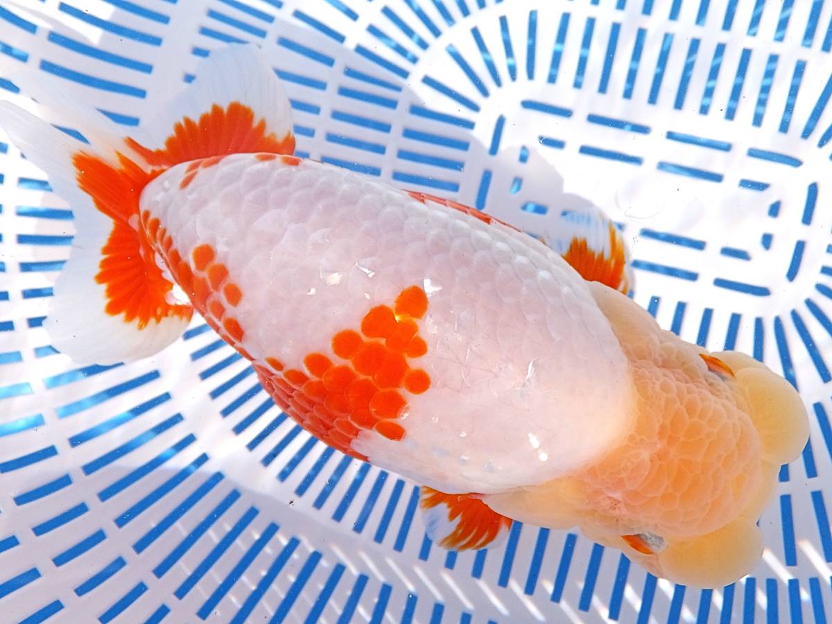  親画像有 特選種魚 明2歳 15cm雌 O-12(らんちゅう)｜売買されたオークション情報、yahooの商品情報をアーカイブ公開 - オークファン らんちゅう