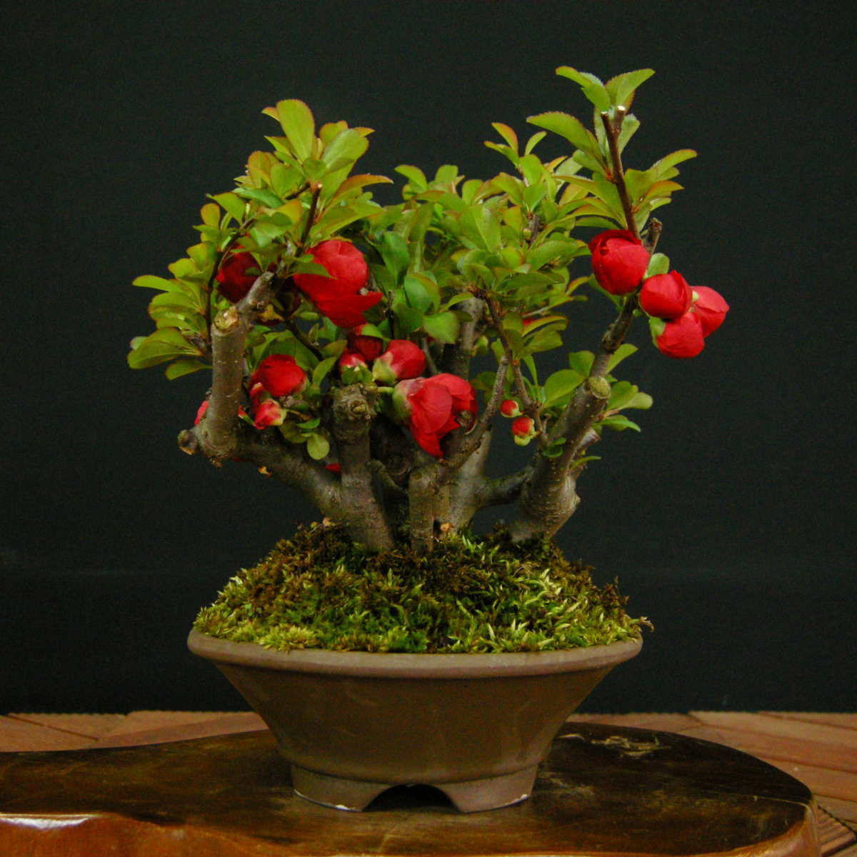 ボケ盆栽黒潮木瓜 : 園芸百貨店何でも揃うこぼんさい 【一起園芸】木瓜