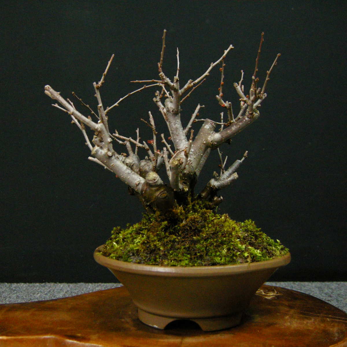 ボケ盆栽黒潮木瓜 : 園芸百貨店何でも揃うこぼんさい 【一起園芸】木瓜