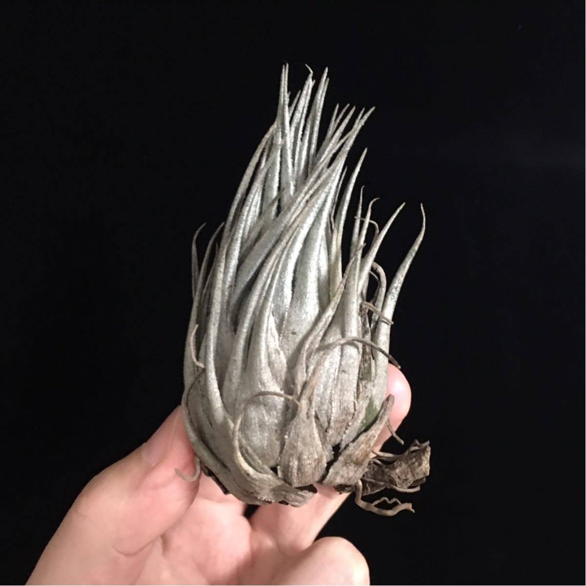 Tillandsia kautskyi large form ティランジア カウツキー ラージ 