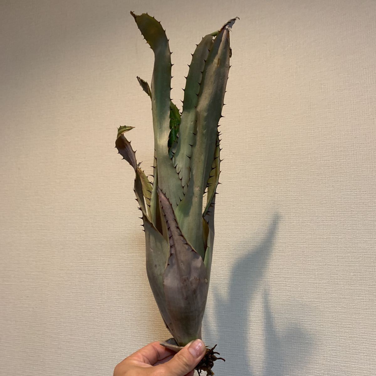 エクメア ブロメリフォリア Aec bromelifolia selected ブロメリア(アナナス)｜売買されたオークション情報、yahooの商品情報をアーカイブ公開 - オークファン アナナス