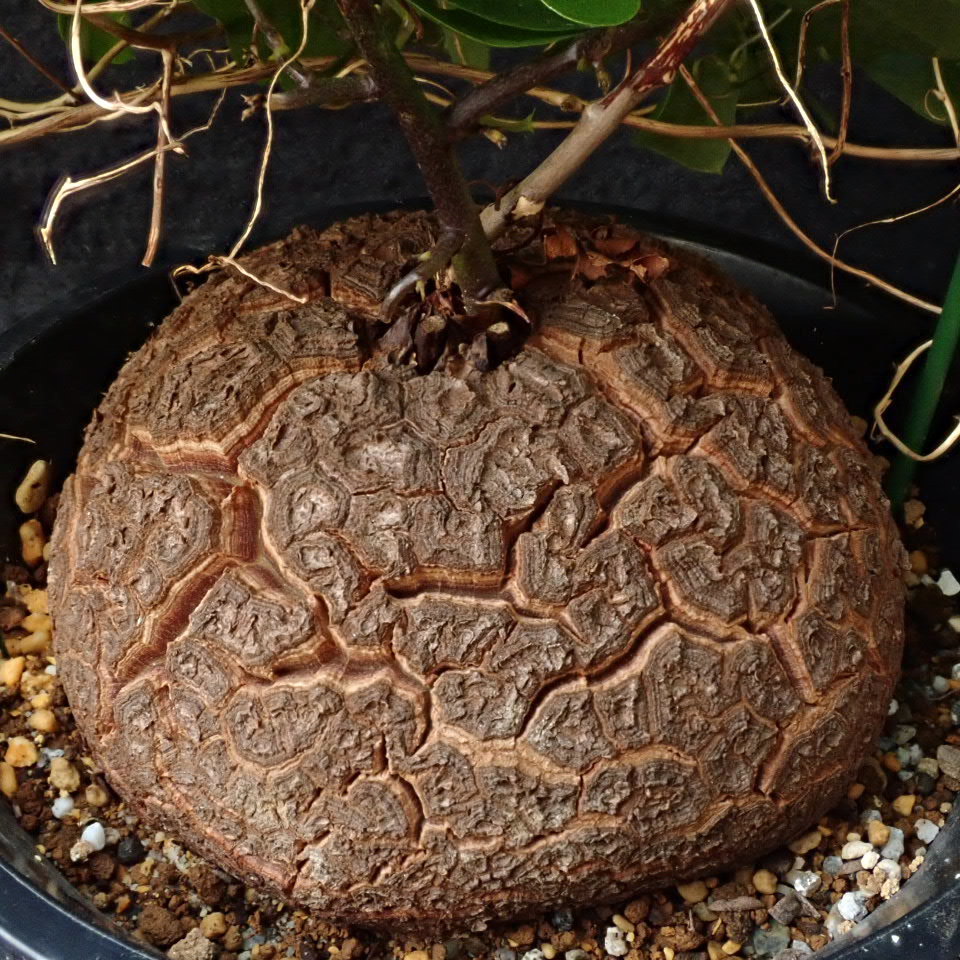 丸い塊根 ふさふさで元気 がっちり発根 Dioscorea elephantipes アフリカ亀甲竜 /多肉植物サボテン