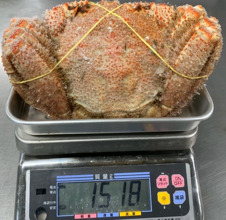 マジか？ 1.5kｇ 日本一の大きさかも？ 【どデカっ！船凍 巨大毛がに】