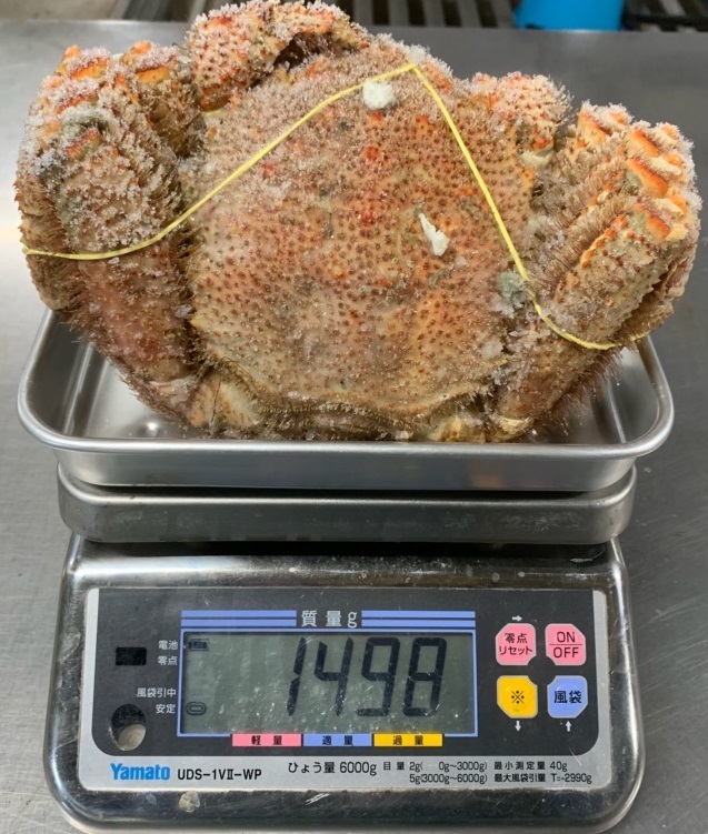 マジか？ 1.49kｇ 日本一の大きさかも？ 【どデカっ！船凍 巨大毛がに】