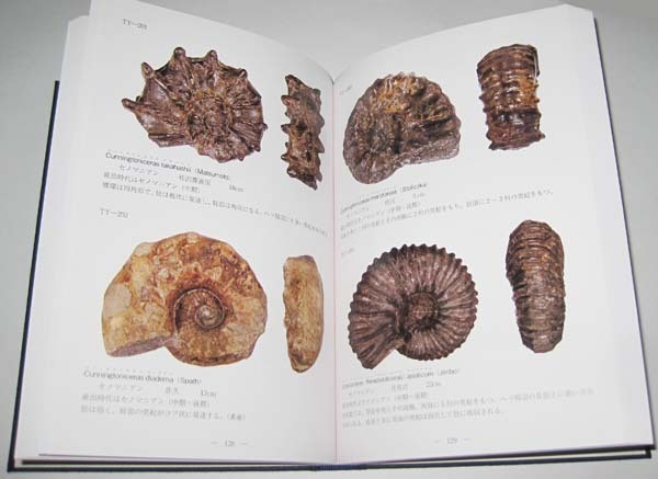 日本の化石 写真集「北海道のアンモナイト」 | OVAGENESIS.EU