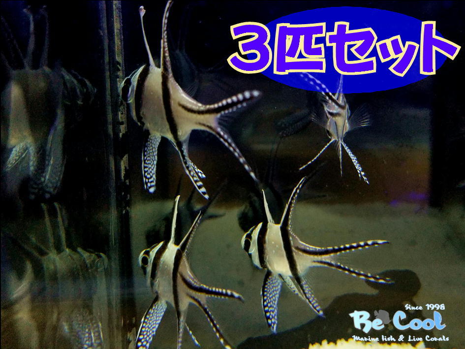 得価，新作登場 Be Cool ①プテラポゴン カウデルニー 3匹セット ４月5日 金 発送限定(海水魚)｜売買されたオークション情報、yahooの商品情報をアーカイブ公開 - オークファン 海水魚