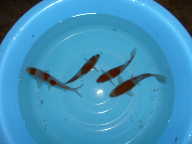 自家産　落ち葉しぐれ　　　当才　　　４尾　　１４ｃｍ～１５ｃｍ　　　雌雄不明_1