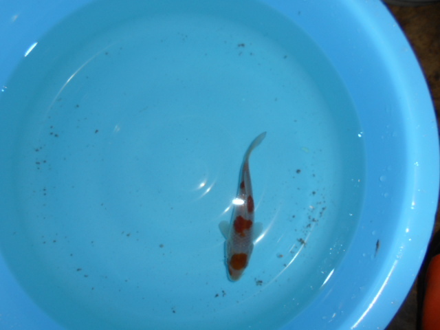 自家産　落ち葉しぐれ　　　当才　　　４尾　　１４ｃｍ～１５ｃｍ　　　雌雄不明_2