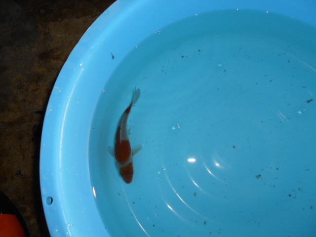 自家産　落ち葉しぐれ　　　当才　　　４尾　　１４ｃｍ～１５ｃｍ　　　雌雄不明_3