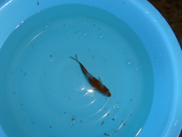 自家産　落ち葉しぐれ　　　当才　　　４尾　　１４ｃｍ～１５ｃｍ　　　雌雄不明_4