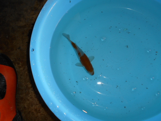 自家産　落ち葉しぐれ　　　当才　　　４尾　　１４ｃｍ～１５ｃｍ　　　雌雄不明_5