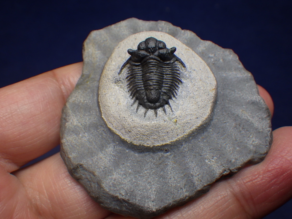 新作登場，低価 巣穴１円モロッコ 美 Belenopyge 三葉虫化石1317(化石)｜売買されたオークション情報、yahooの商品情報をアーカイブ公開 - オークファン 化石