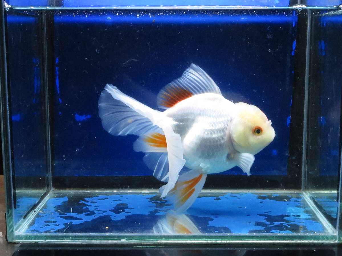 激安大特価，お買い得 33＜water-flap＞タイ産 ハーフムーンテール オランダシシガシラ(金魚)｜売買されたオークション情報、yahooの商品情報をアーカイブ公開 - オークファン その他