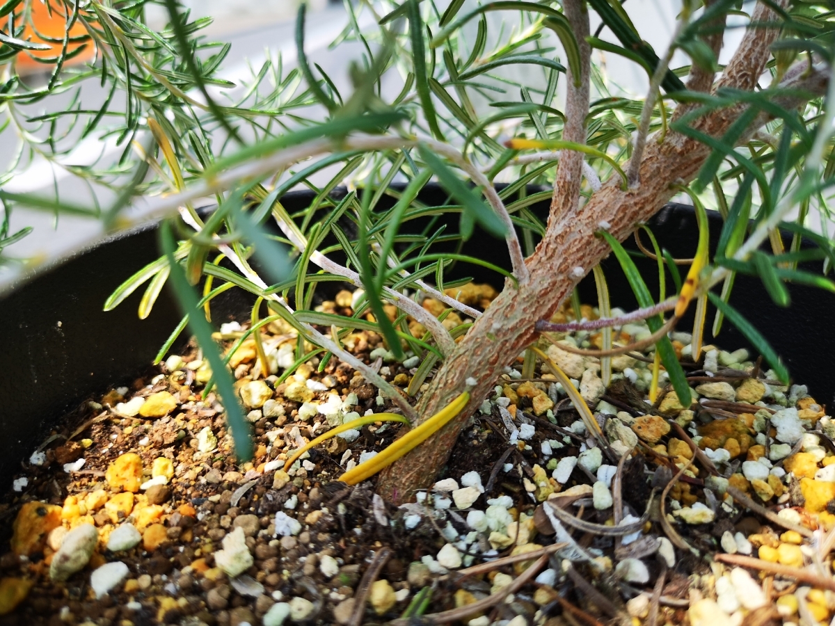 バンクシア “テルマティア”　南半球植物 ネイティブプランツ　送別　限定1