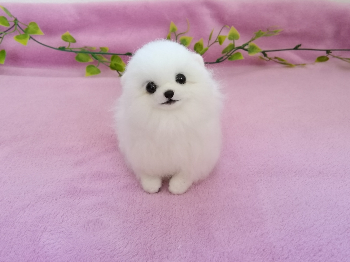 ◇ 羊毛フェルト 犬 ポメラニアン ◇ 【公式通販】