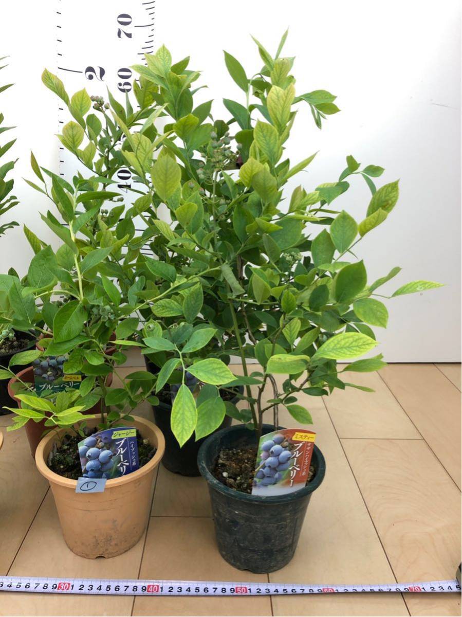 ブルーベリー苗7号ポット4本セット 苗木・植木 ブルーベリー苗7号