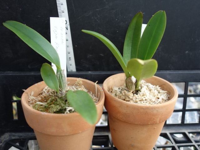 洋蘭原種カトレアC trianaei Edoger Knight x self(3.0)2鉢セット