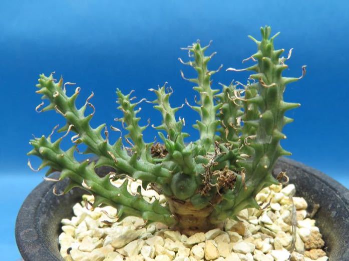 サボテン 多肉植物 94 Euphorbia hybrid medusoid ユーフォルビア 塊根
