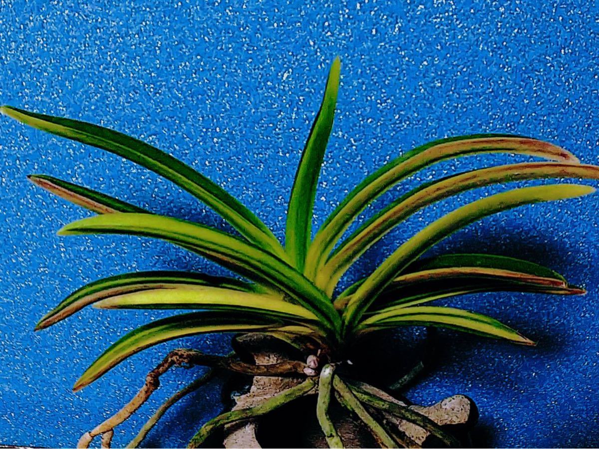 富貴蘭【三加茂錦】 花、園芸 鉢植え 【公式通販】