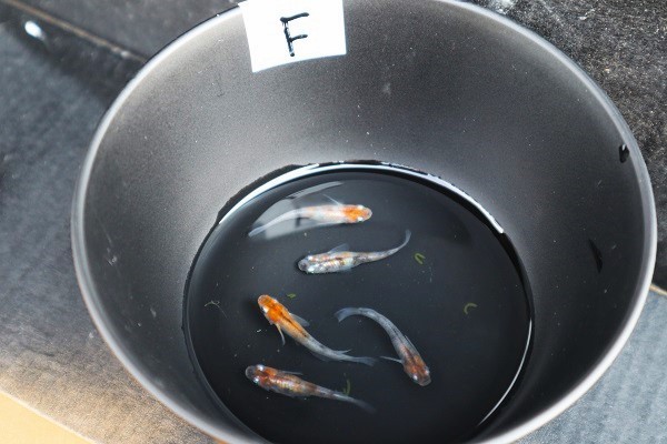 【八代海洋】 雲州三色　非透明鱗　雄２尾、雌３尾　画像の５尾セット（上物取り置き！お勧め！）Ｆ 雲州三色 | 八代海洋 Ｄ８ 今週のメダカ 丸長