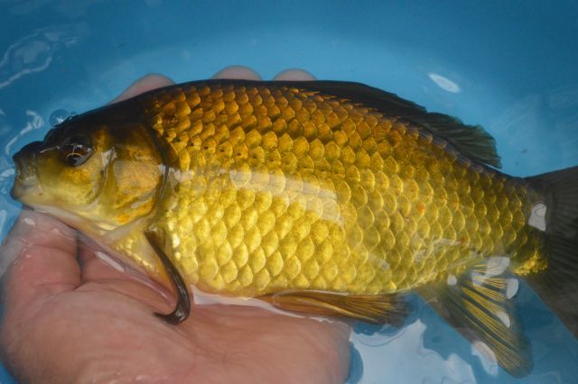 ★★ブリストル隼人錦　オス（明け３歳）２５ｃｍ　６番　★★巻木養魚場！！