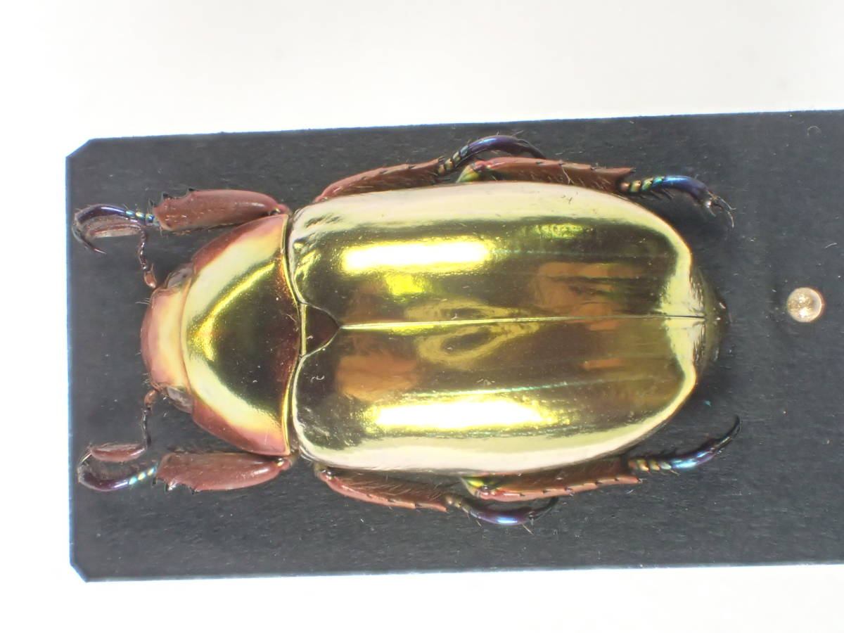 クリサルギレアプラチナコガネ - コスタリカ産 yamazaki-design no.3