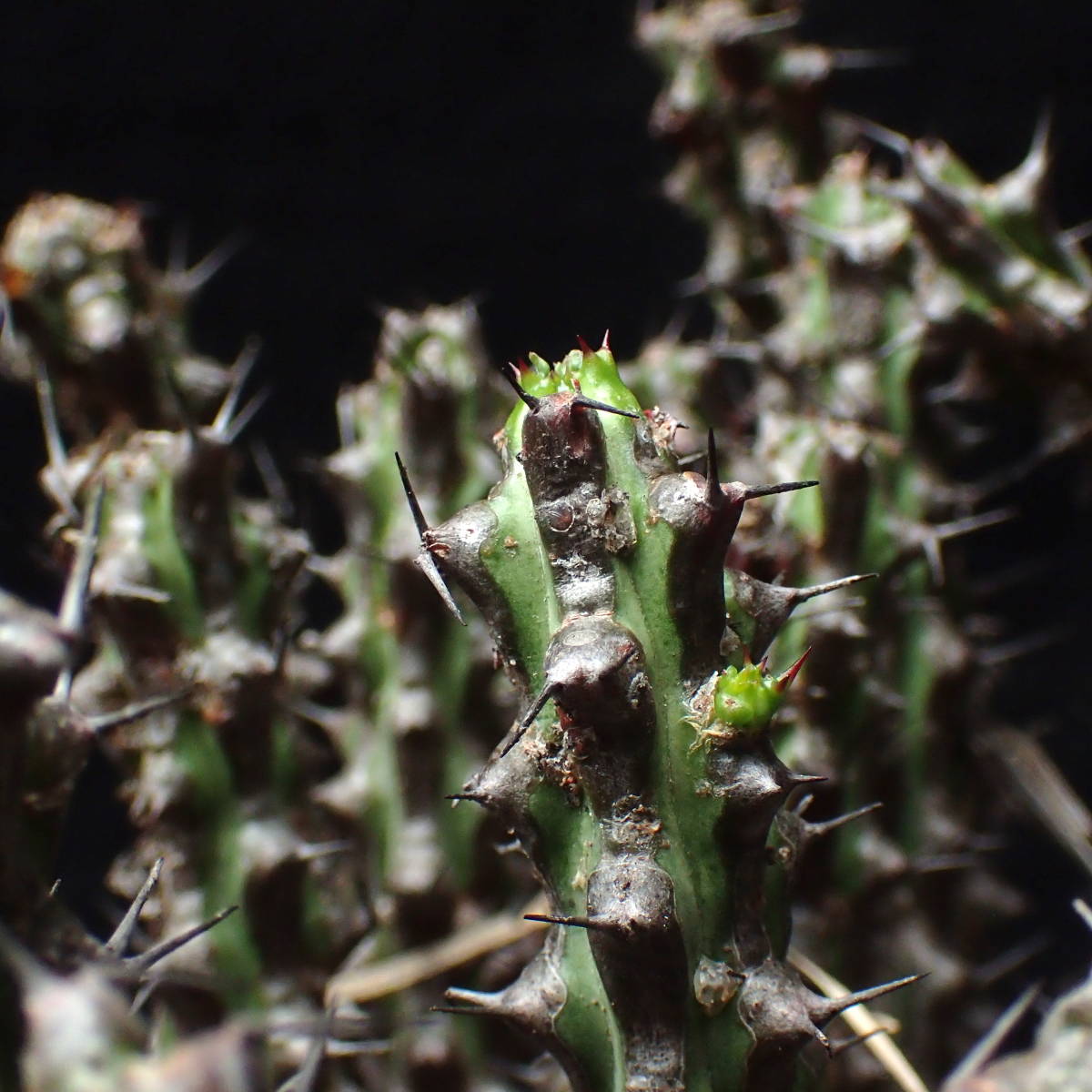 稀な巨大現地株 稀少種 ソマリア産 未記載新種ユーフォ Euphorbia sp nova Somalia Hordio産 Lav.43568/ 多肉植物 サボテン ユーフォルビア