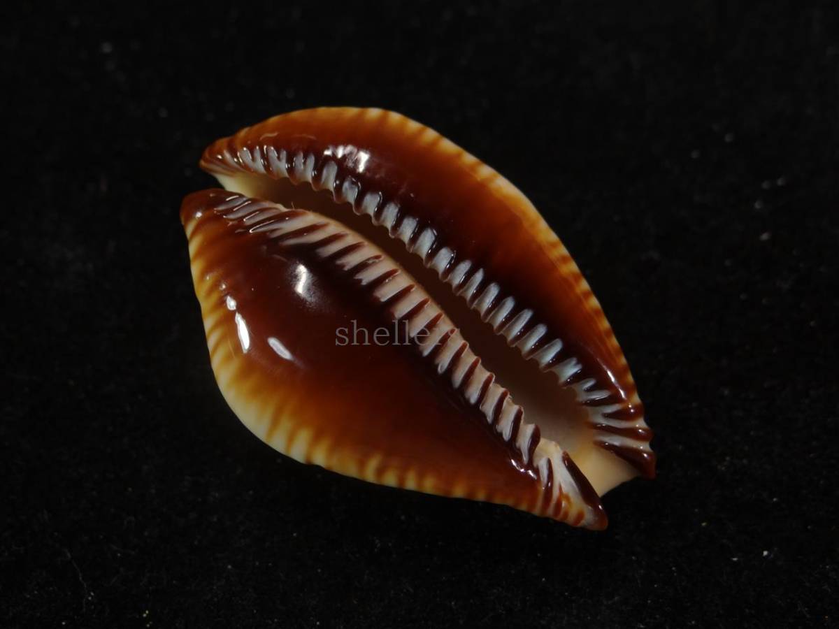 タカラガイの仲間（ホンクロユリダカラ） guttata Microshells 