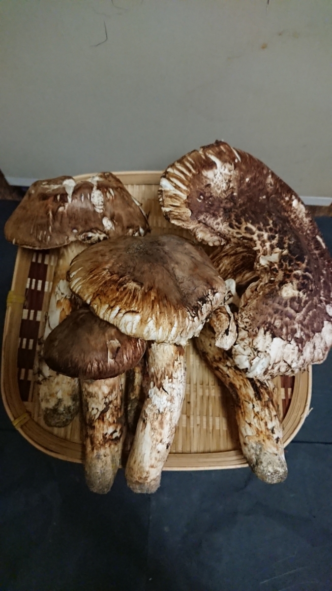 松茸 北海道 400g 訳あり 【公式通販】