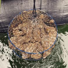 SALE，低価 期間限定 広島県産 天然岩牡蠣 20個 直送便 丸健水産 ギフト(カキ)｜売買されたオークション情報、yahooの商品情報をアーカイブ公開 - オークファン カキ