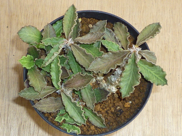 ユーフォルビア デカリー Euphorbia Decaryi ユーホルビア 塊根 サボテン 売買されたオークション情報 Yahooの商品情報をアーカイブ公開 オークファン Aucfan Com