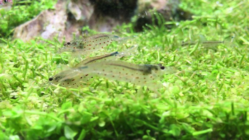 25匹 増量サービス ヤマトヌマエビ 死着保障有 アクアランド ヌマエビ 売買されたオークション情報 Yahooの商品情報をアーカイブ公開 オークファン Aucfan Com