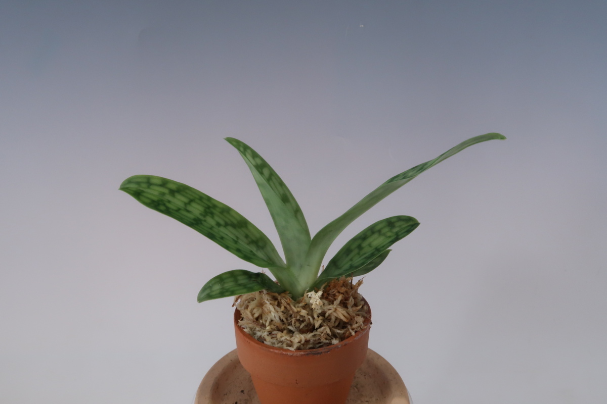 感謝セール！値下再出品！洋蘭　パフィオ TA4312 Paph. urbanianum