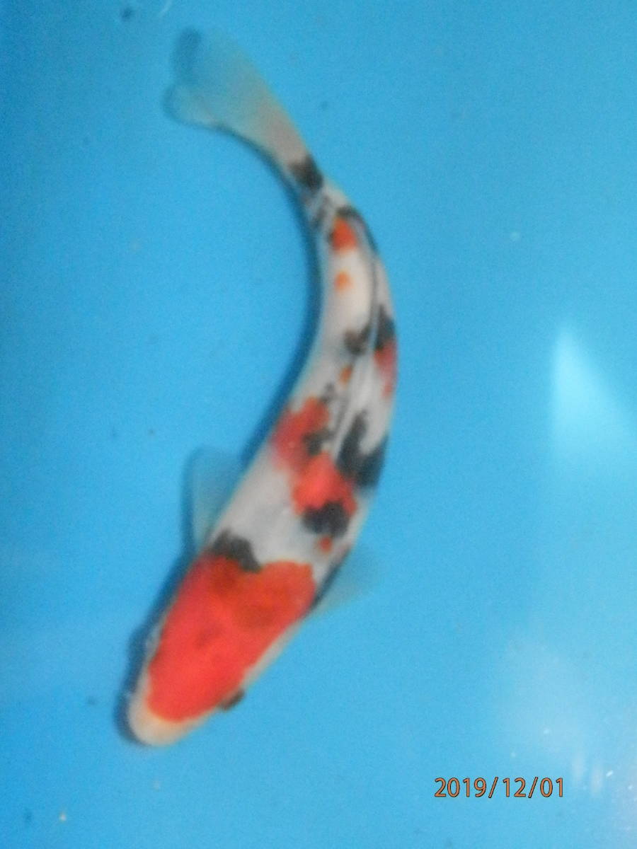 北総三色　今年6月産　15.6ｃｍ