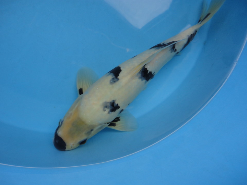 白写り 2 平成30年産 【養魚場はんのじょう】