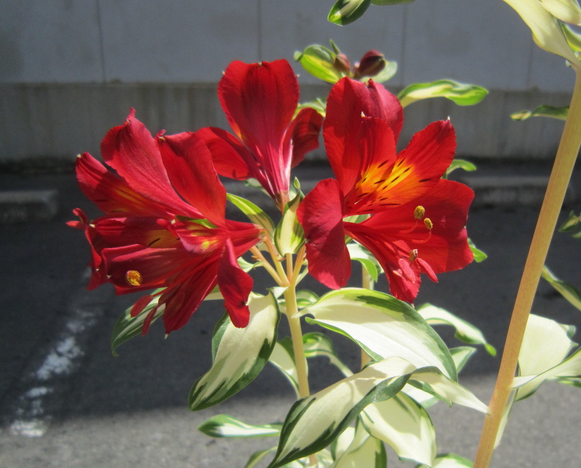 斑入り アルストロメリア ロックンロール 濃赤花 黄斑から白斑へ 切り花 に 草花 花 売買されたオークション情報 Yahooの商品情報をアーカイブ公開 オークファン Aucfan Com