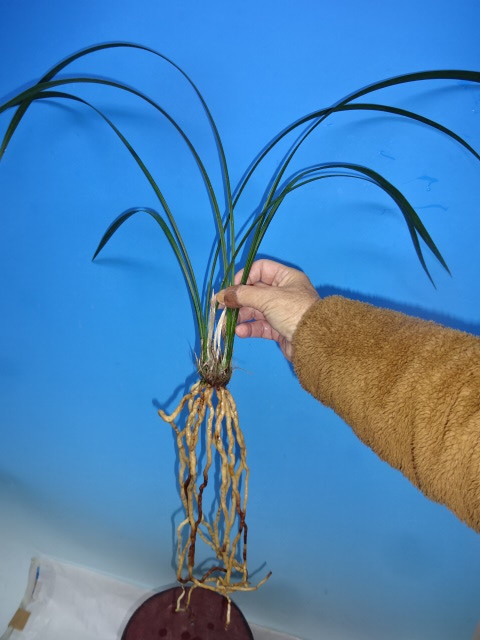 ●寒蘭 高知県四万十市西土佐玖木産（なごみ）② C-59