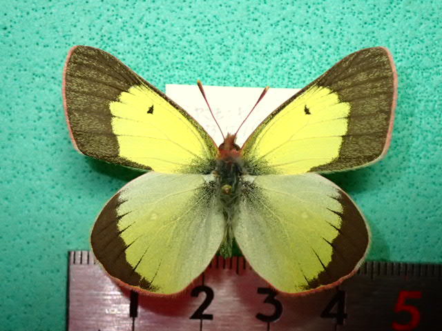 ミヤマモンキチョウ2♂1♀標本セット☆北ア系長野県常念岳産☆規制以前