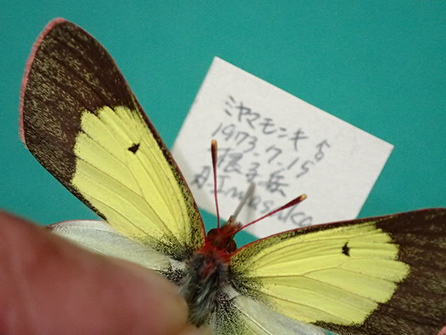 ミヤマモンキチョウ2♂1♀標本セット☆北ア系長野県常念岳産☆規制以前