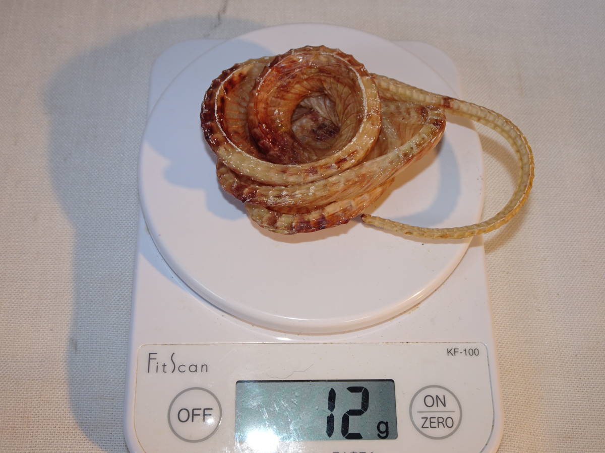 ◇ | 目からウロコ!! (10ページ目 15件表示) 雑誌 目からウロコ!! 巨大マムシ乾燥。１２ｇ 送料込み！！