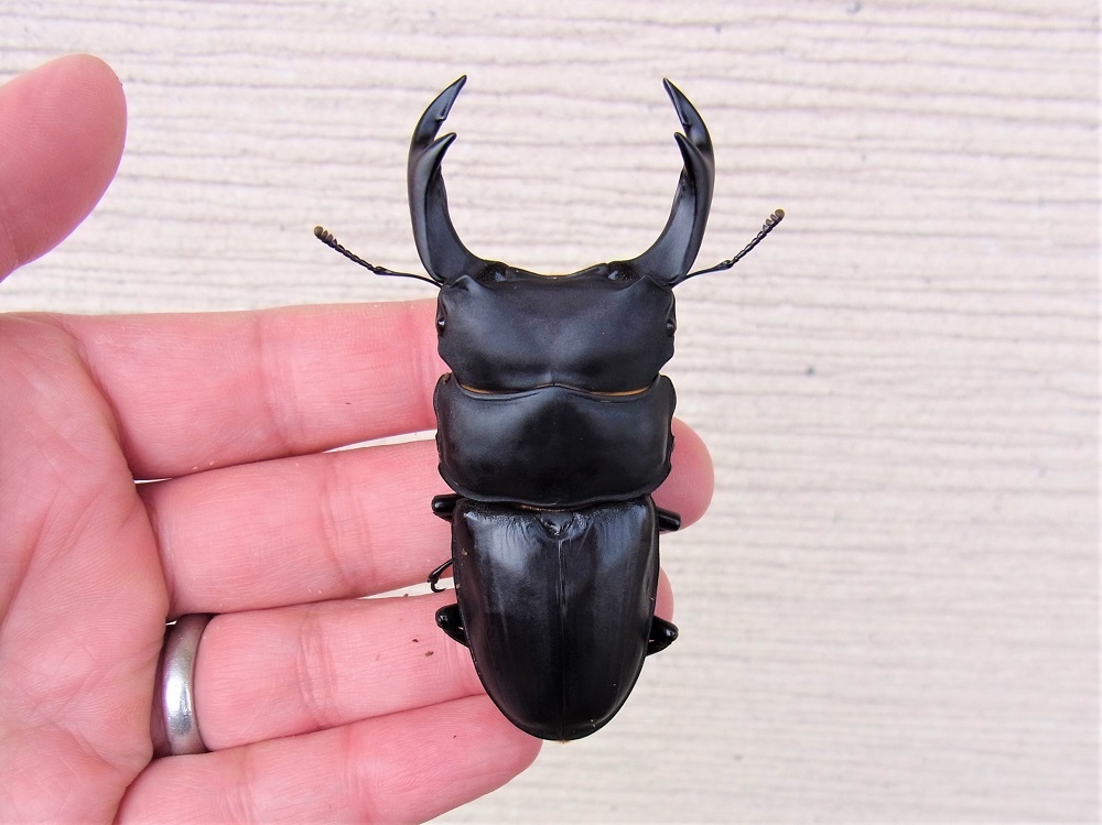 【SALE，2026】 能勢YG血統 ♂79.8ｍｍ ♀51.3ｍｍ(国産)｜売買されたオークション情報、yahooの商品情報をアーカイブ公開 - オークファン 国産
