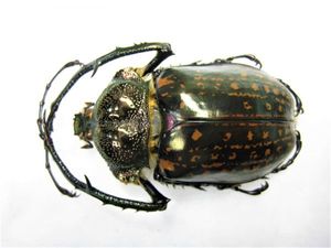 テナガコガネのYahoo!オークション(旧ヤフオク!)の相場・価格を見る