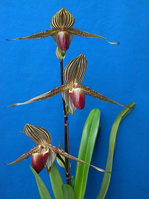 お得，高品質 paph.rothschildianum(ラン)｜売買されたオークション情報、yahooの商品情報をアーカイブ公開 - オークファン ラン