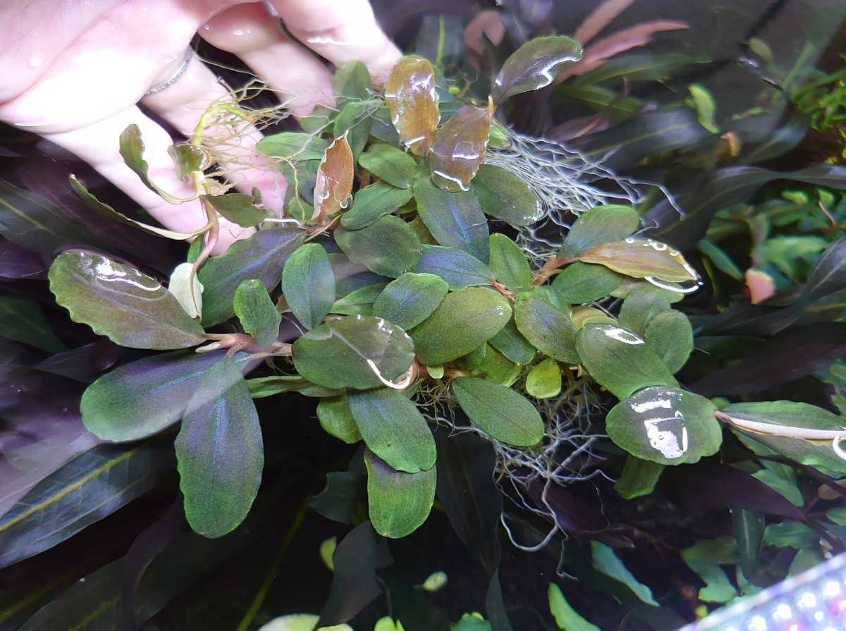  Bucephalandra shinegreen Kn ブセファランドラ(水草)｜売買されたオークション情報、yahooの商品情報をアーカイブ公開 - オークファン その他
